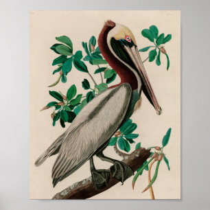 Brown Pelican Birds America Audubon Print Poster