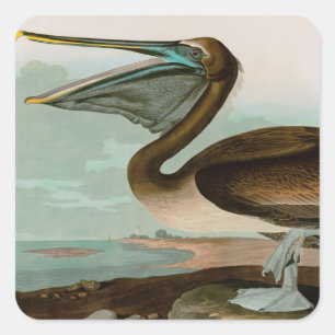 Brown Pelican Birds America Audubon Print Quadratischer Aufkleber