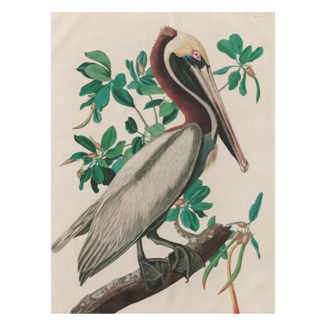 Brown Pelican Birds America Audubon Print Tischdecke (Vorderseite)