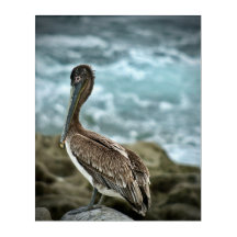 Brown Pelican by Ocean