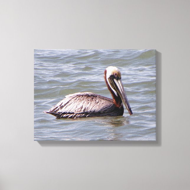 Brown Pelican Canvas Leinwanddruck (Vorderseite)