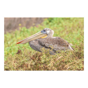 Brown Pelican Fotodruck