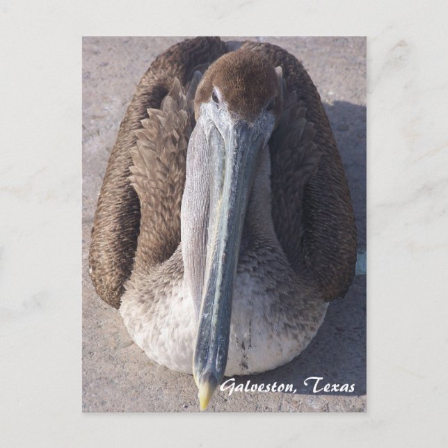 Brown Pelican Galveston Texas Postcard Postkarte (Vorderseite)
