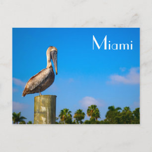 Brown Pelican in Miami - Postkarte