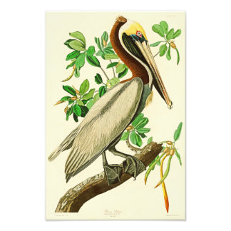 Brown Pelican John James Audubon Birds of America Fotodruck