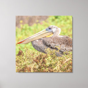 Brown Pelican Leinwanddruck