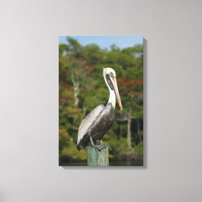 Brown Pelican Leinwanddruck (Vorderseite)