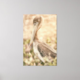 Brown Pelican Leinwanddruck