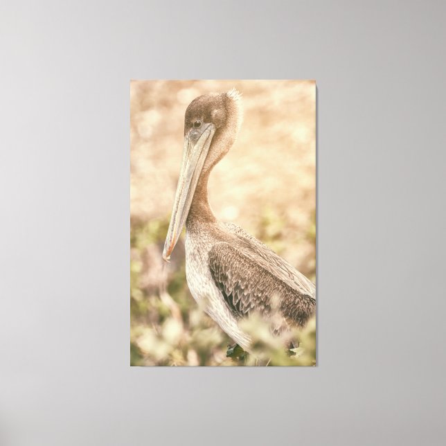 Brown Pelican Leinwanddruck (Vorderseite)