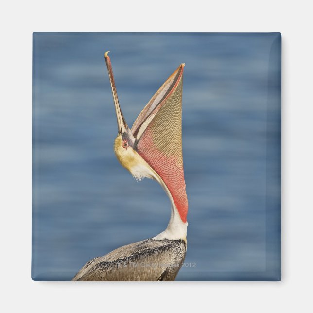 Brown Pelican mit offenem Mund Magnet (Vorne)