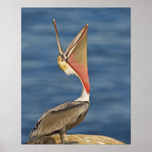 Brown Pelican mit offenem Mund Poster (Vorne)