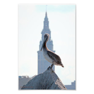 Brown Pelican mit Terminal Tower in Cleveland Fotodruck