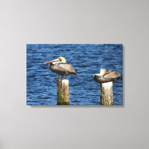 Brown Pelican Pair Roosting auf Posts Canvas Print Leinwanddruck
