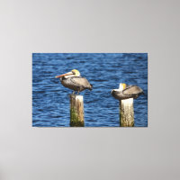 Brown Pelican Pair Roosting auf Posts