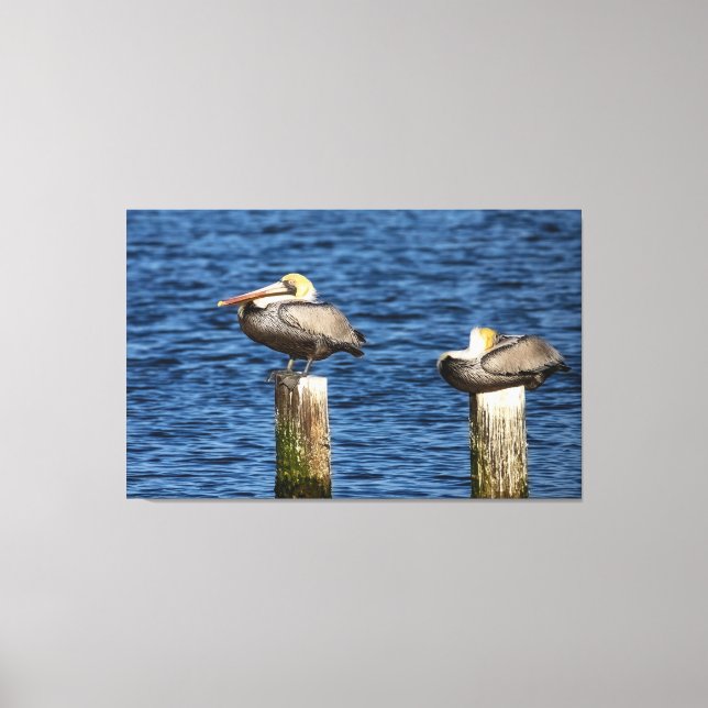 Brown Pelican Pair Roosting auf Posts Leinwanddruck (Vorderseite)