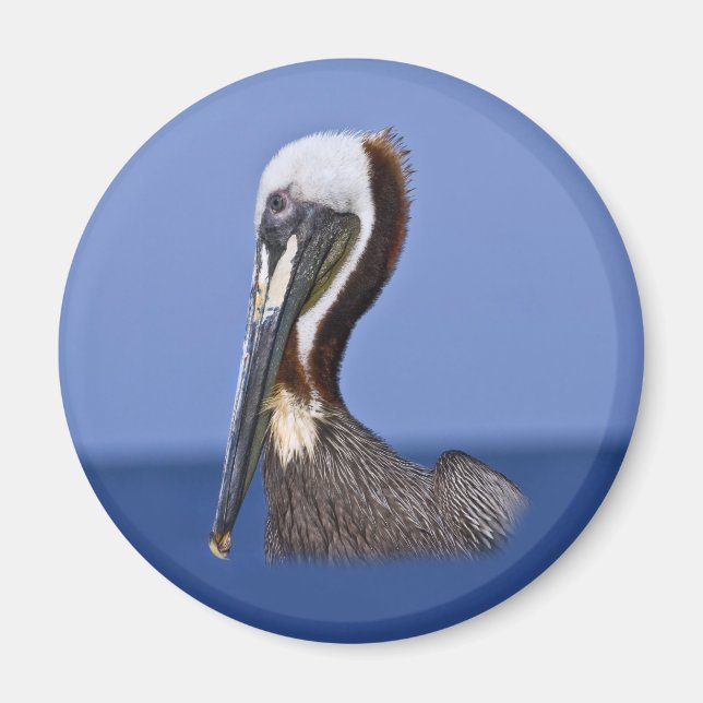 Brown Pelican Portrait Magnet (Vorne)