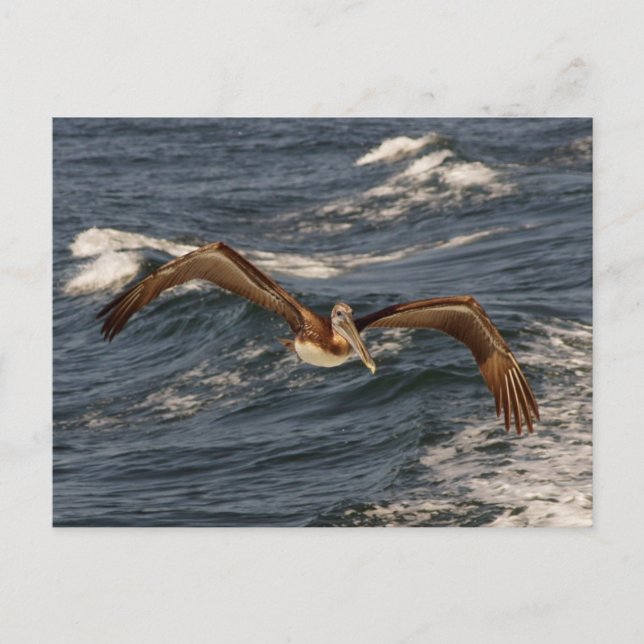 Brown Pelican Postcard Postkarte (Vorderseite)