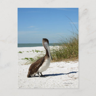 Brown Pelican Postcard Postkarte