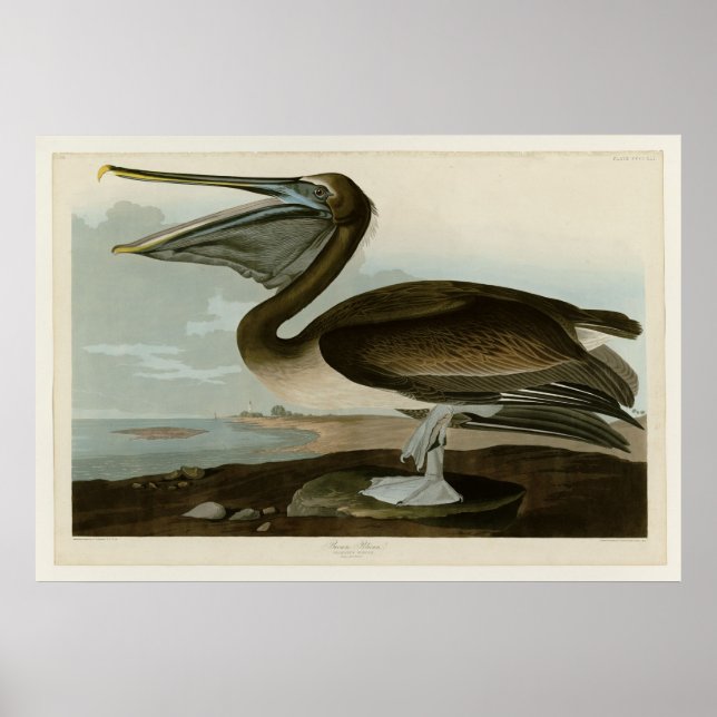 Brown Pelican Poster (Vorne)