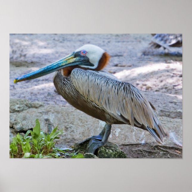 Brown Pelican Poster (Vorne)