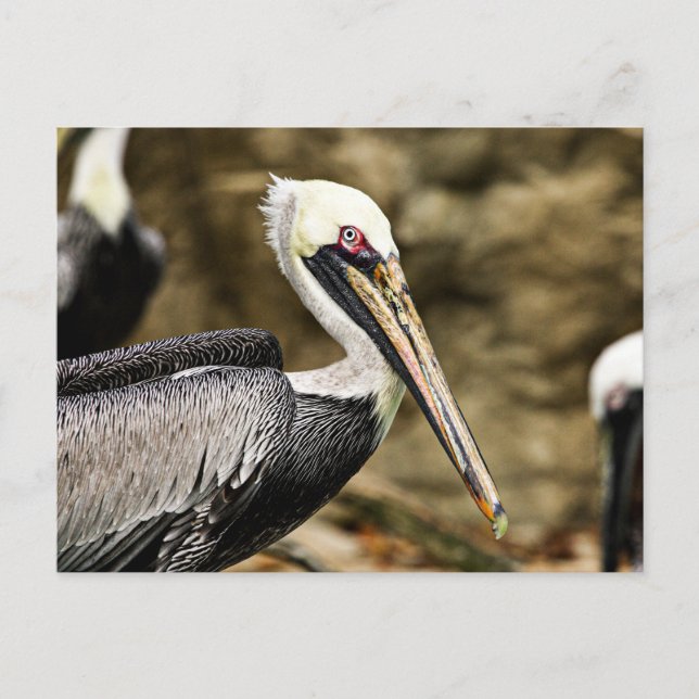 Brown Pelican Postkarte (Vorderseite)