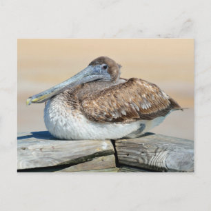 Brown Pelican Postkarte