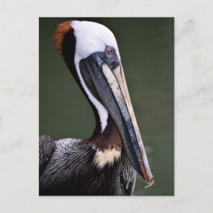 Brown Pelican Profile Postkarte