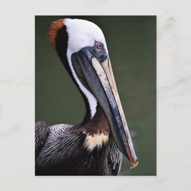 Brown Pelican Profile Postkarte (Vorderseite)