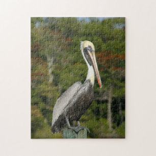 Brown Pelican Puzzle