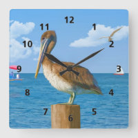 Brown Pelican