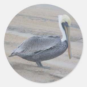Brown Pelican Stickers