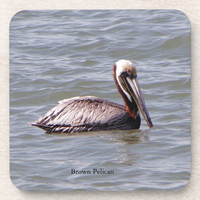Brown Pelican Untersetzer (Vorderseite)