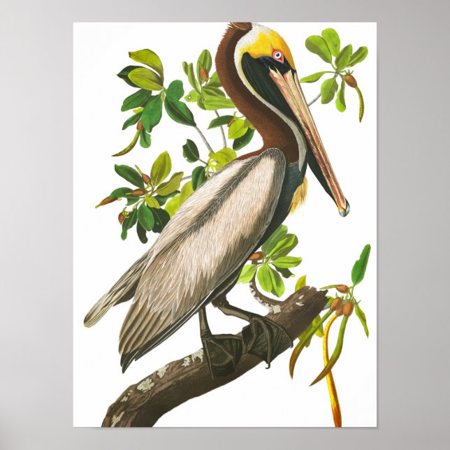 Brown Pelican von John James Audubon Poster (Vorne)