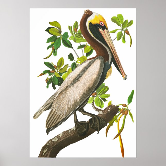 Brown Pelican von John James Audubon Poster (Vorne)