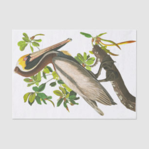 Brown Pelican von John James Audubon Seidenpapier