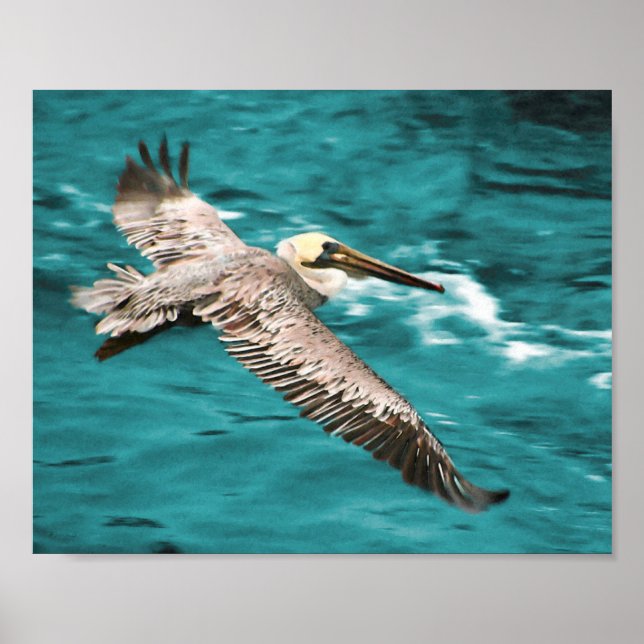 BROWN PELICAN WIND RIDER POSTER (Vorne)