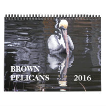 Brown Pelicans