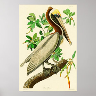 Brown-Pelikan-John James Audubon-Vögel von Amerika Poster