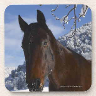 Brown-Pferd im Winter Untersetzer