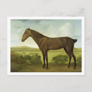 Brown-Pferd in einer hügeligen Landschaft, Postkarte