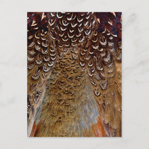 Brown Pheasant Feather Design Postkarte