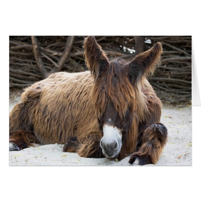 Brown Poitou Donkey (Vorderseite (Horizontal))