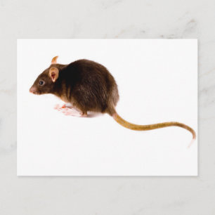 Brown Rat Postkarte