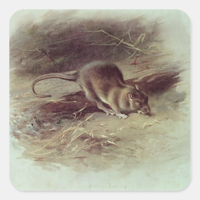 Brown-Ratte 1918 Quadratischer Aufkleber (Vorderseite)