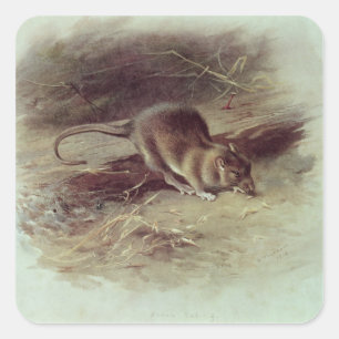 Brown-Ratte 1918 Quadratischer Aufkleber