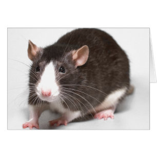 Brown-Ratte mit weißer Flamme auf Nase