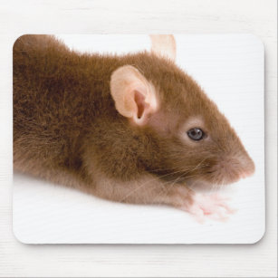 Brown-Ratte Mousepad