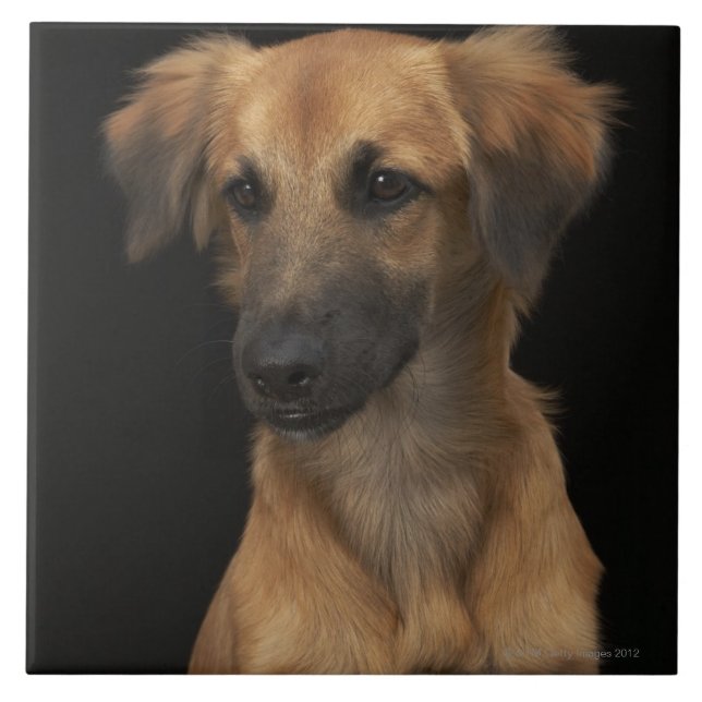 Brown resuce Hund mit schwarzer Nase auf Schwarzem Fliese (Vorderseite)