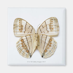 Brown-Schmetterling, obenliegende Ansicht Magnet