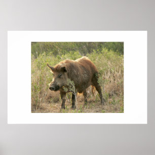 Brown-Schwein Poster